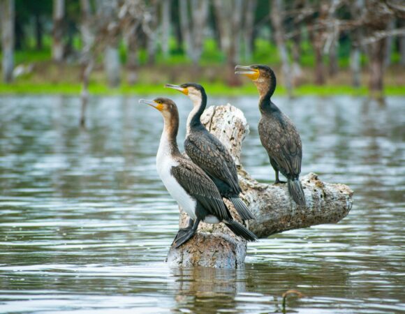 Lake Naivasha & Hells Gate National Park