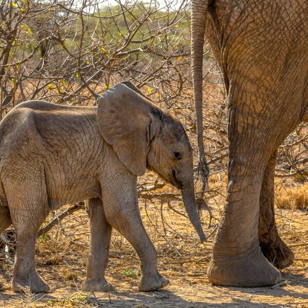 3-Day Trails of Samburu National Reserve