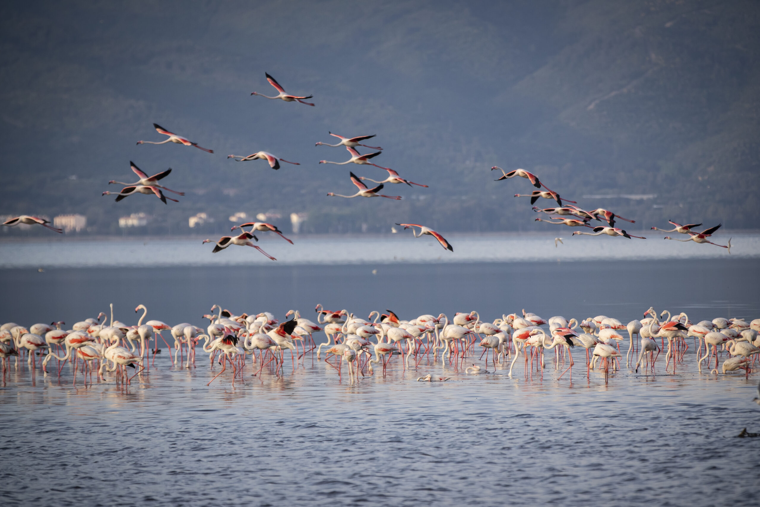 Full-Day Lake Bogoria Tour
