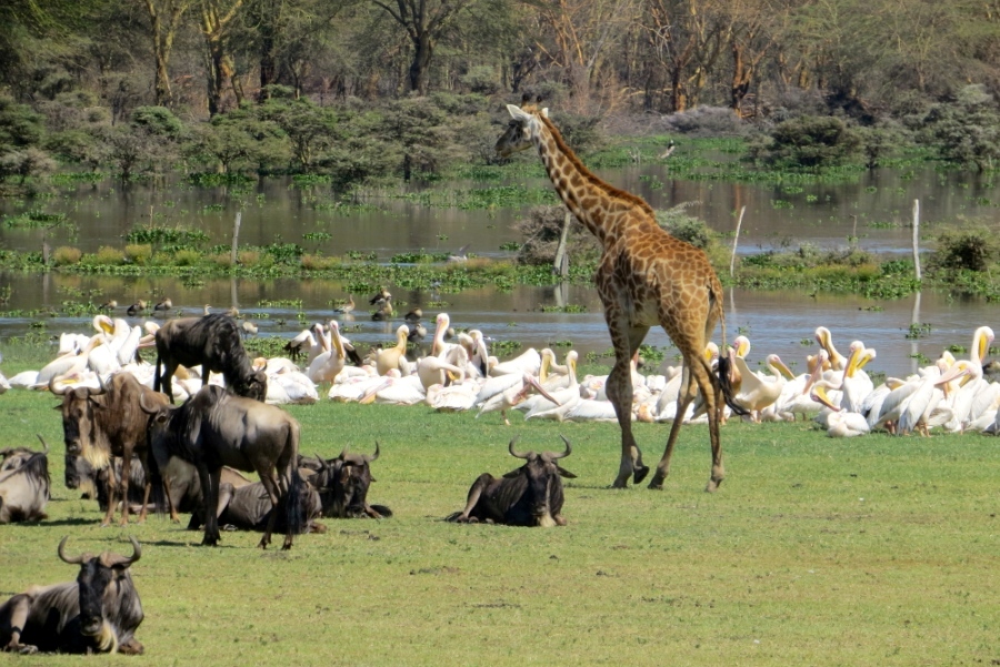 Lake Nakuru National Park & Elmenteita