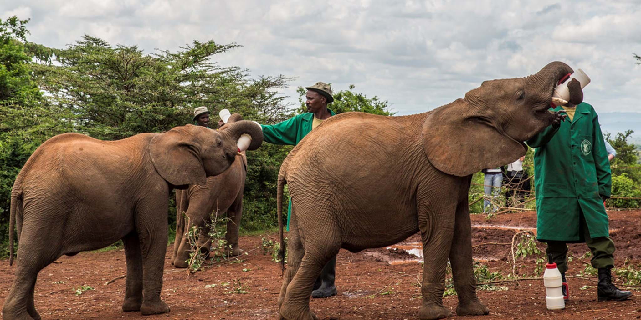 David Sheldrick , Giraffe Center & Karen Blixen Museum