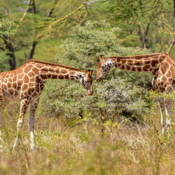 Giraffe Center& Karen Blixen Day Tour