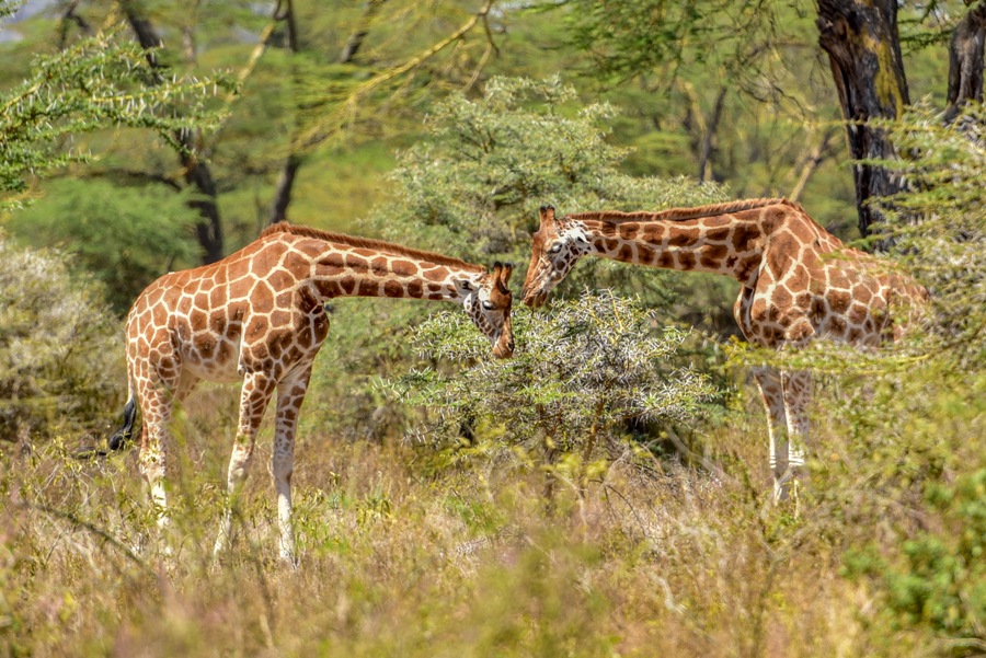 Giraffe Center& Karen Blixen Day Tour